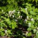 1630_7947_Fothergilla_major__2.JPG