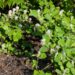 1630_7948_Fothergilla_major_.JPG