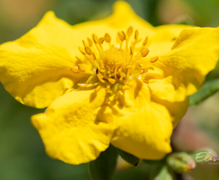 1641_11138_Potentilla_fruticosa_Goldstar__har.poosasmaran.jpg