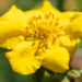 1641_11138_Potentilla_fruticosa_Goldstar__har.poosasmaran.jpg