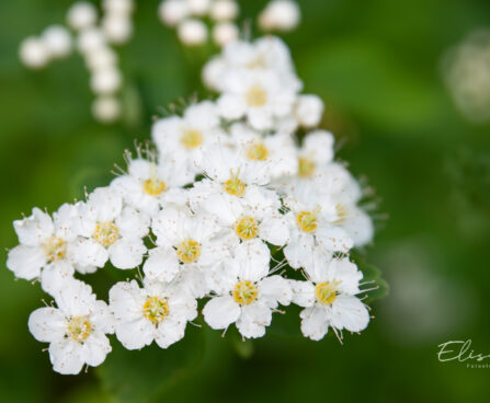 1647_11124_Spiraea_betulifolia__kaselehine_enelas.jpg