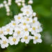 1647_11124_Spiraea_betulifolia__kaselehine_enelas.jpg