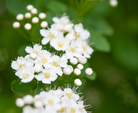 1647_11125_Spiraea_betulifolia__kaselehine_enelas_2.jpg