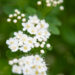 1647_11125_Spiraea_betulifolia__kaselehine_enelas_2.jpg