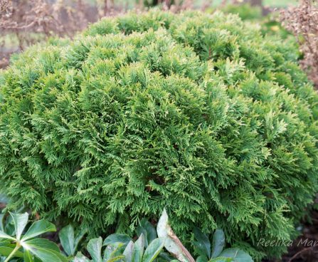 1728_6455_Thuja_occidentalis_Danica_2.JPG