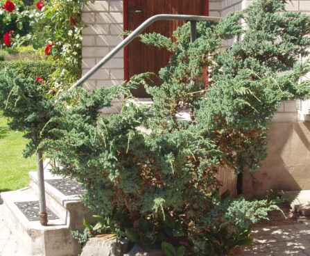 1681_2865_Juniperus_squamata_Meyeri_2.JPG