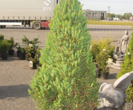 1693_2229_186_151_Picea_glauca_Laurin.jpg