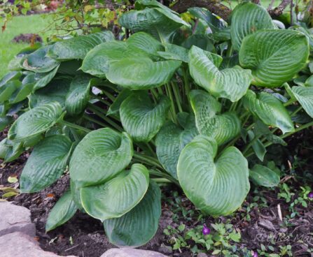 1996_4466_Hosta_sieboldiana.jpg