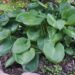 1996_4466_Hosta_sieboldiana.jpg