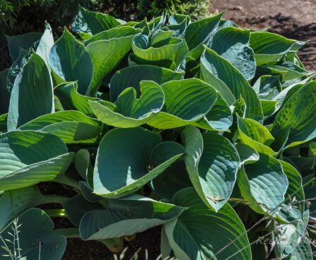 1996_7665_Hosta_sieboldiana_.JPG