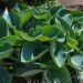 1996_7665_Hosta_sieboldiana_.JPG