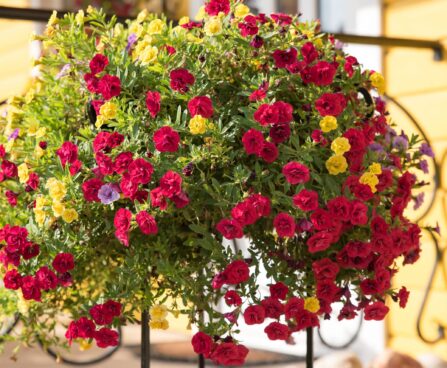 2003_6422_Calibrachoa_Aloha_Double_Candy_Apple_Red_.jpg