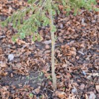 2044_6641_Juniperus_communis_Green_Carpet_PA_.JPG