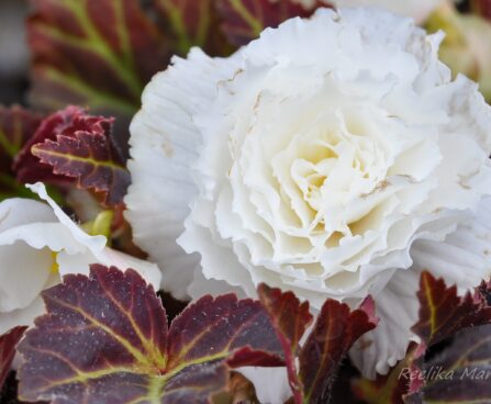2087_7638_Begonia_tuberhybrida_Nonstop_Mocca_White_.JPG