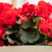 2088_8245_Begonia_elatior_Barkos_.JPG