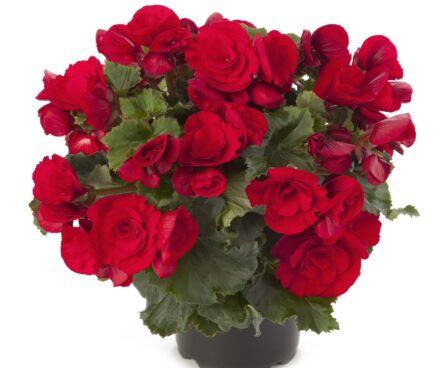 2089_8102_Begonia_Elatior_Barkos_Berseba_Red.jpg