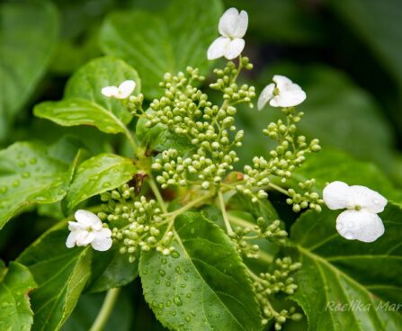 225_7535_Hydrangea_anomala_subsp._petiolaris.JPG