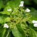 225_7535_Hydrangea_anomala_subsp._petiolaris.JPG