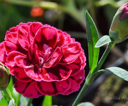 2093_7615_Dianthus_caryophyllus_Oscar_Purple_Wings__2.JPG