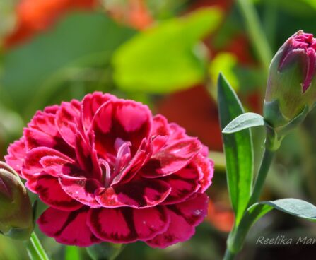 2093_7616_Dianthus_caryophyllus_Oscar_Purple_Wings_.JPG