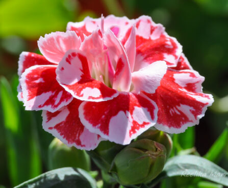 2094_7617_Dianthus_caryophyllus_Oscar_White_and_Red__2.JPG