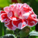 2094_7617_Dianthus_caryophyllus_Oscar_White_and_Red__2.JPG