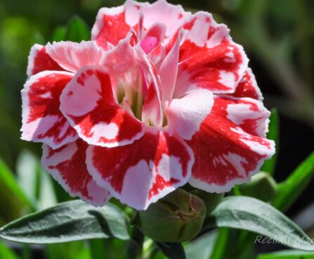 2094_7618_Dianthus_caryophyllus_Oscar_White_and_Red_.JPG