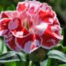 2094_7618_Dianthus_caryophyllus_Oscar_White_and_Red_.JPG