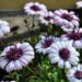 2107_7623_Osteospermum_ecklonis_FlowerPower_Double_Berry_White__2.JPG