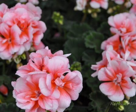 2110_7639_Pelargonium_x_zonale__Moonlight_Loki__2.JPG
