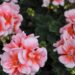 2110_7639_Pelargonium_x_zonale__Moonlight_Loki__2.JPG