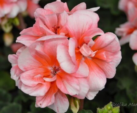 2110_7640_Pelargonium_x_zonale__Moonlight_Loki__3.JPG