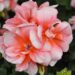 2110_7640_Pelargonium_x_zonale__Moonlight_Loki__3.JPG