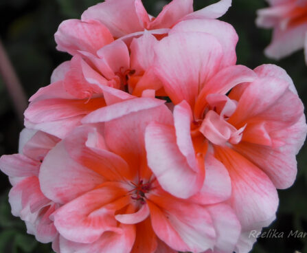 2110_7641_Pelargonium_x_zonale__Moonlight_Loki_.JPG