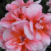 2110_7641_Pelargonium_x_zonale__Moonlight_Loki_.JPG