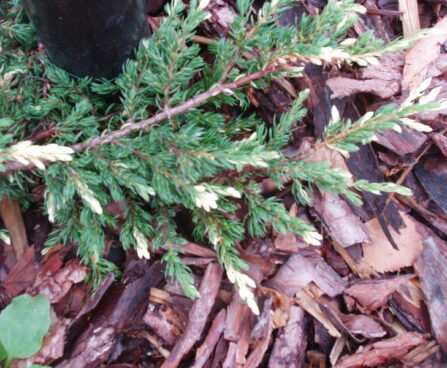 2047_2987_Juniperus_communis_Spotty_Spreader.JPG