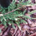 2047_2987_Juniperus_communis_Spotty_Spreader.JPG