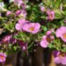 2123_7598_Sutera_grandiflora_Falls_Big_Pink__.JPG