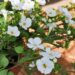 2124_7597_Sutera_grandiflora_Falls_Big_White_.JPG