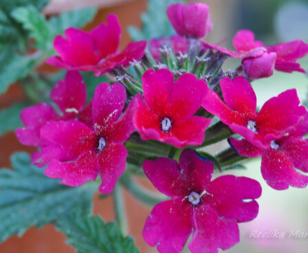 2134_7600_Verbena_Burgundy_.JPG