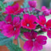 2134_7600_Verbena_Burgundy_.JPG