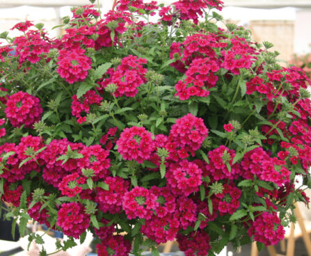 2134_8134_VER_Samira_Burgundy_482010.jpg