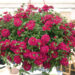2134_8134_VER_Samira_Burgundy_482010.jpg