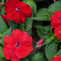 2137_7644_Impatiens_x_hybrida_SunPatiens_Compact_Red_.JPG