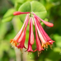 226_10378_Lonicera_brownii_Dropmore_Scarlet_kuslapuu.jpg