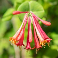 226_10378_Lonicera_brownii_Dropmore_Scarlet_kuslapuu.jpg