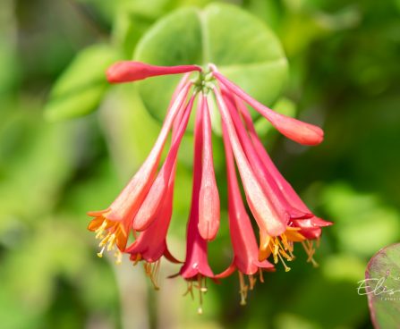 226_10378_Lonicera_brownii_Dropmore_Scarlet_kuslapuu.jpg