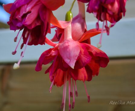 2141_4290_Fuksia_Bicentennial.jpg