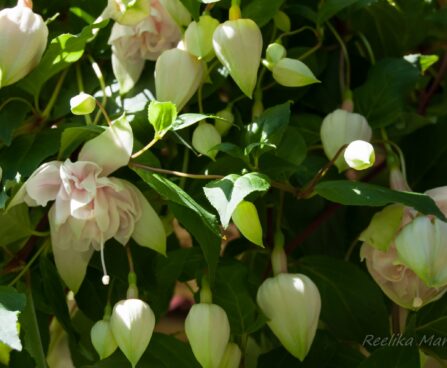 2147_4553_Fuchsia_x_hybrida__Pink_Marshmallow_.jpg
