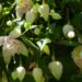 2147_4553_Fuchsia_x_hybrida__Pink_Marshmallow_.jpg